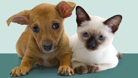 Is Pet Insurance Worth It?