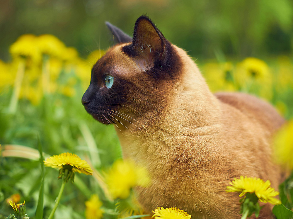 townsend-banner-spring-pet